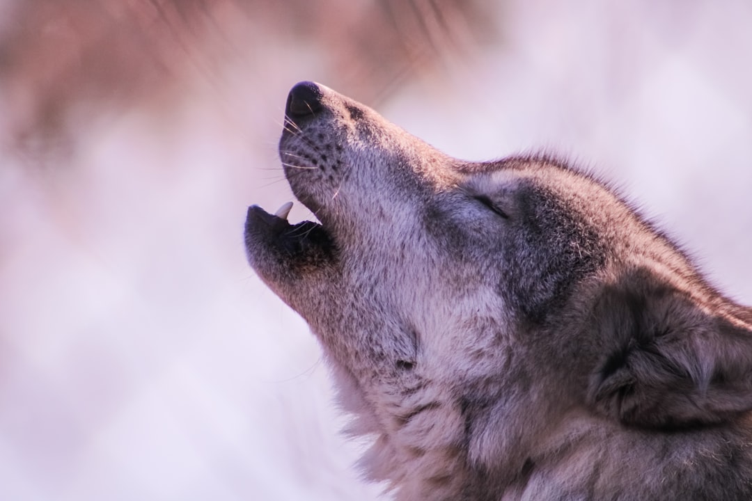 Territory Marking: The Silent Warning System (Image Credits: Unsplash)