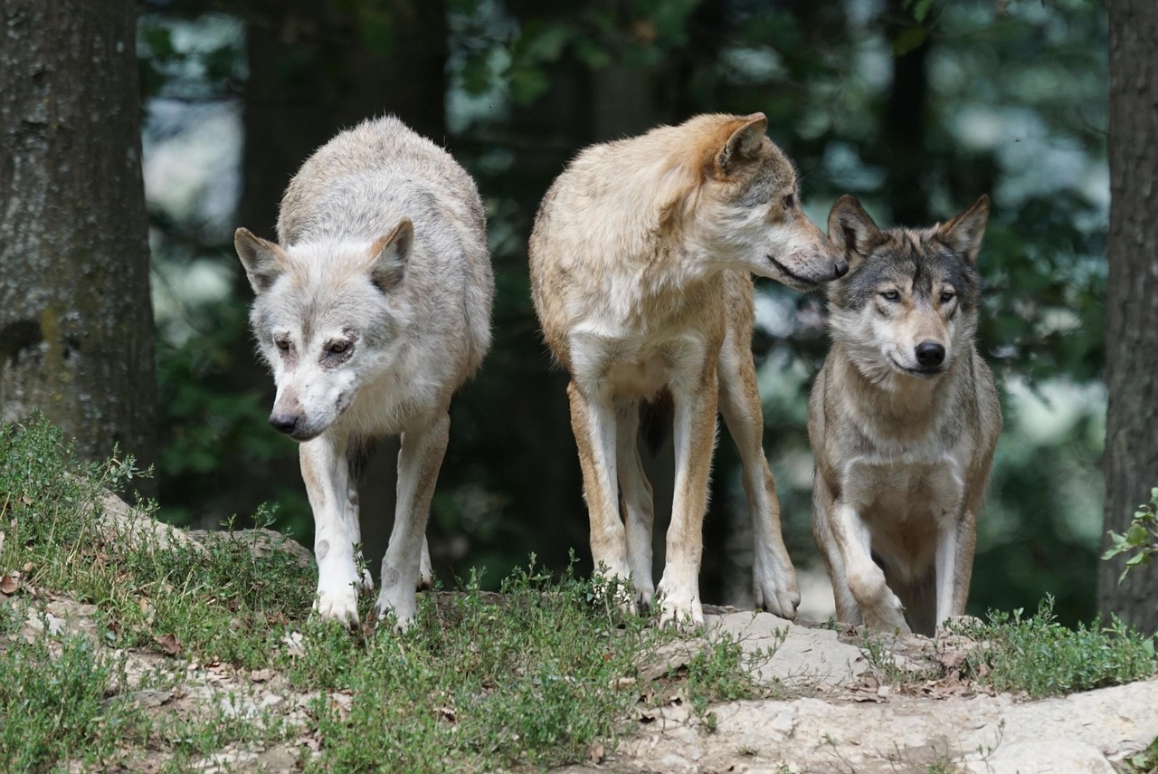 Pack Coordination Through Silent Signals (Image Credits: Pixabay)