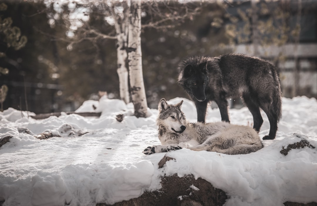 Play and Social Bonding Without Words (Image Credits: Unsplash)