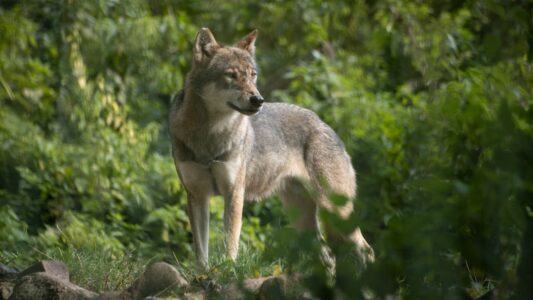 The Surprising Way Wolves Communicate Without a Sound