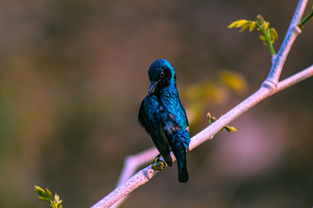 The Mystical Purple Bird Devotee