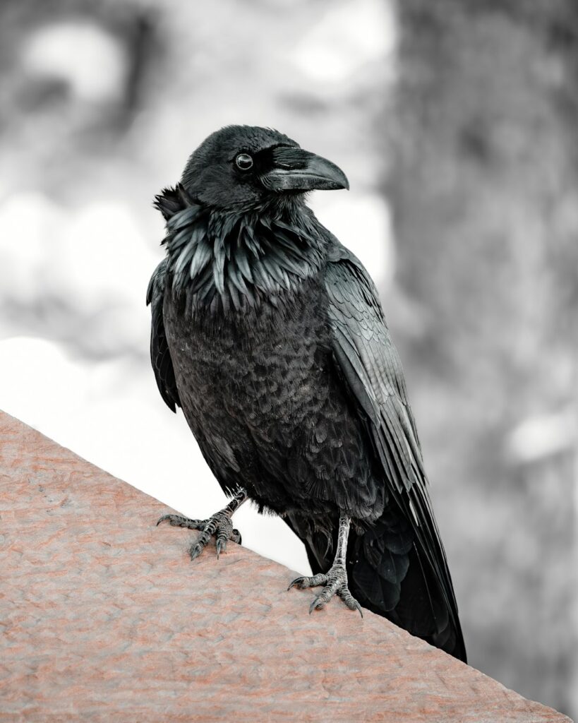 The Sophisticated Black Bird Appreciator