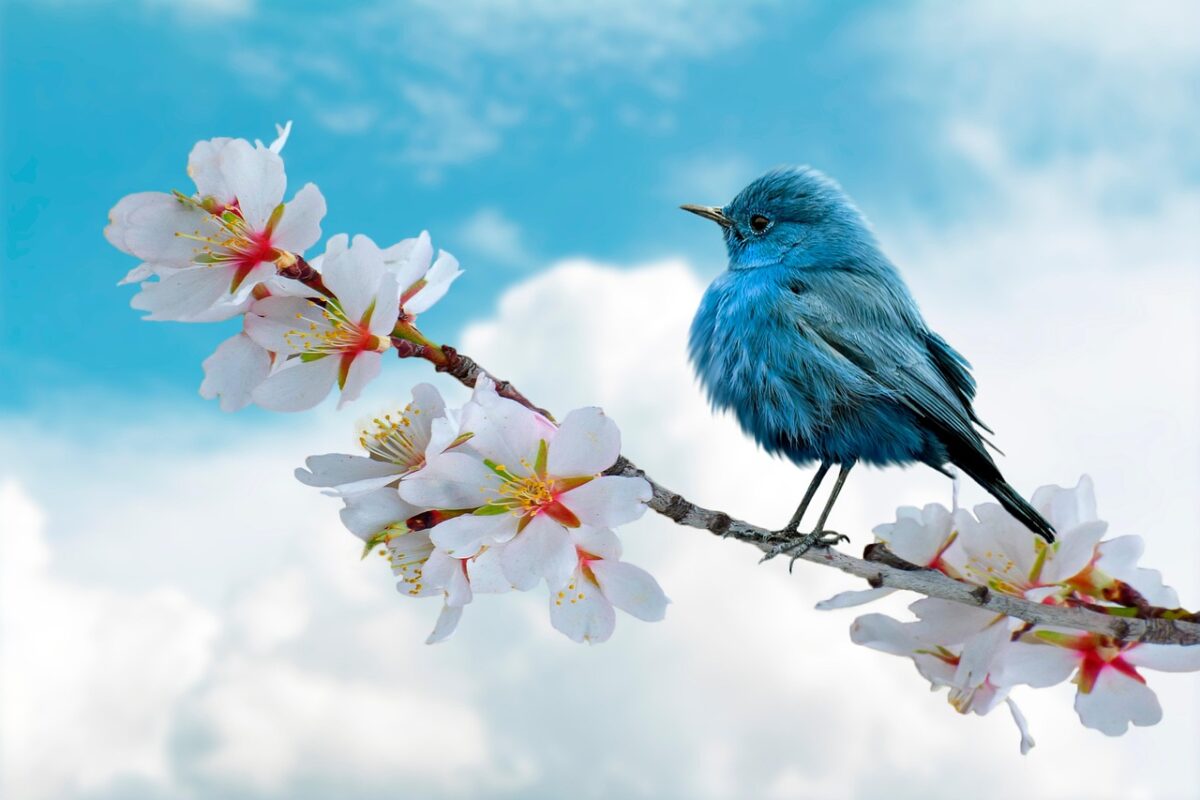 The Serene Blue Bird Enthusiast
