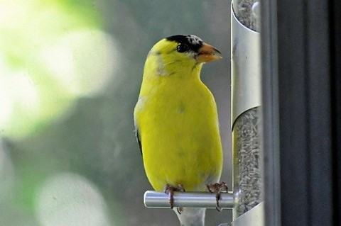 The Vibrant Yellow Bird Lover