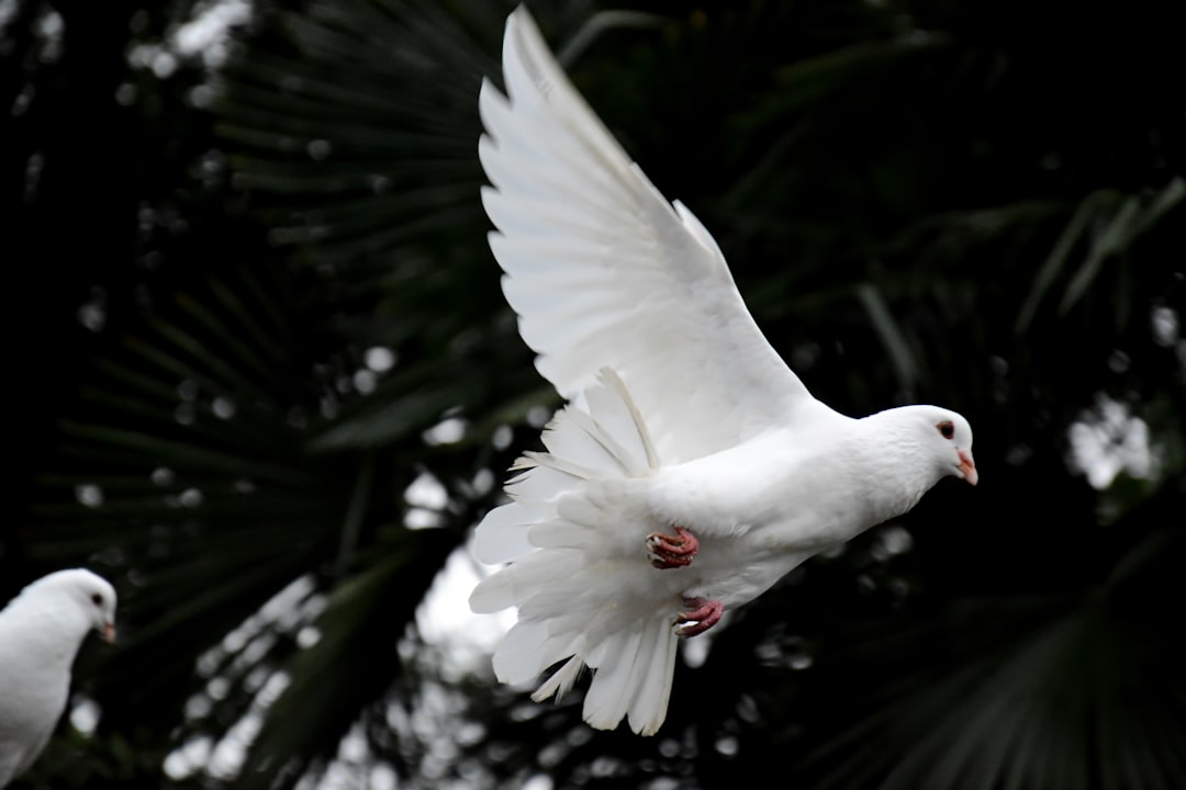 The Pure White Bird Lover