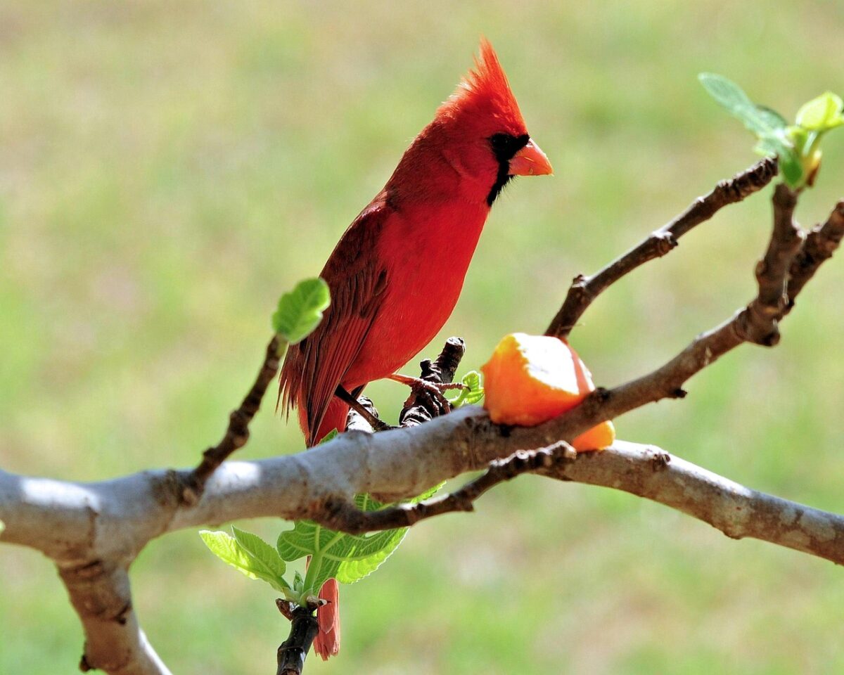 The Bold and Passionate Red Bird Lover