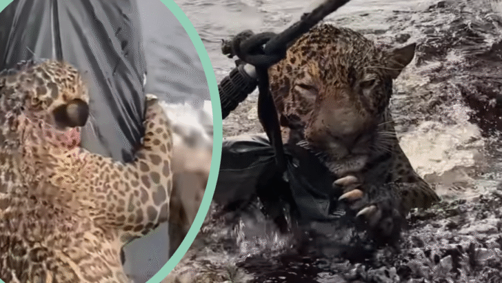 Coastal Police Pull Jaguar Injured by Gunshot Wounds From River in Dramatic Rescue