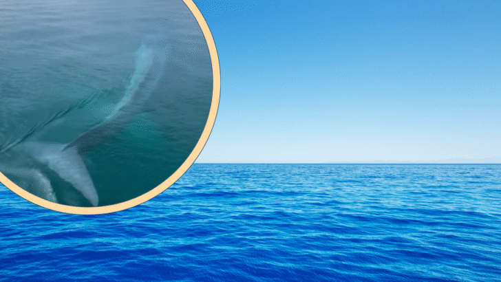 Viral Video Of A Massive Pygmy Blue Whale Leaves Internet Gasping
