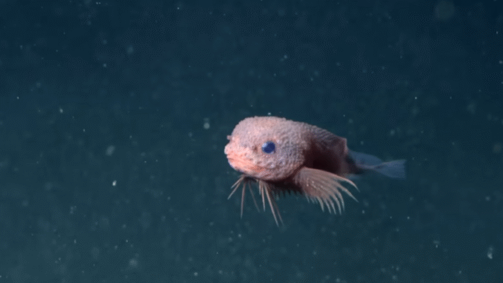 Watch: Underwater Robot Discovers New Species of Deep‑Sea Snailfish