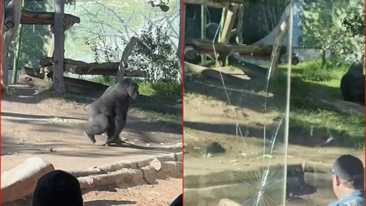 Gorilla Almost Cracks Enclosure Glass in California Zoo as Visitors Look on Horrified