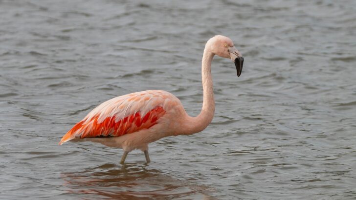 Which Wild Creature Matches Your Inner Calm?