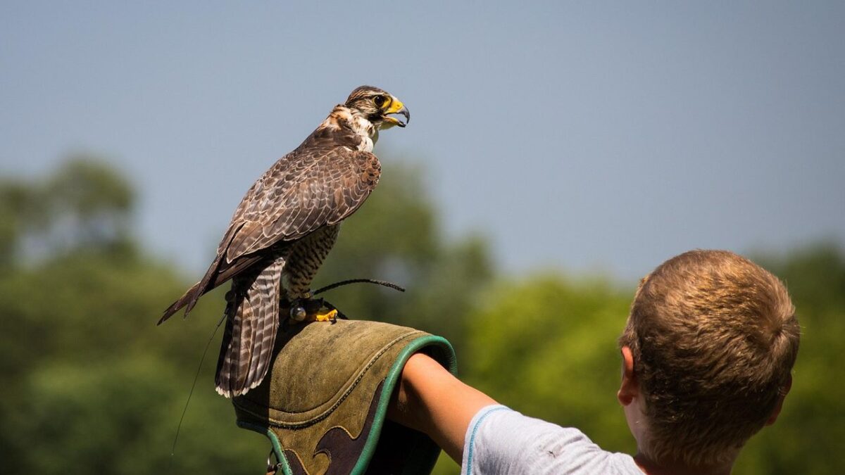 What the Sky's Predators Teach Us About Perspective