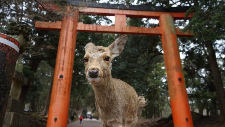 Why Animals Thrive Where Humans Once Gave Up