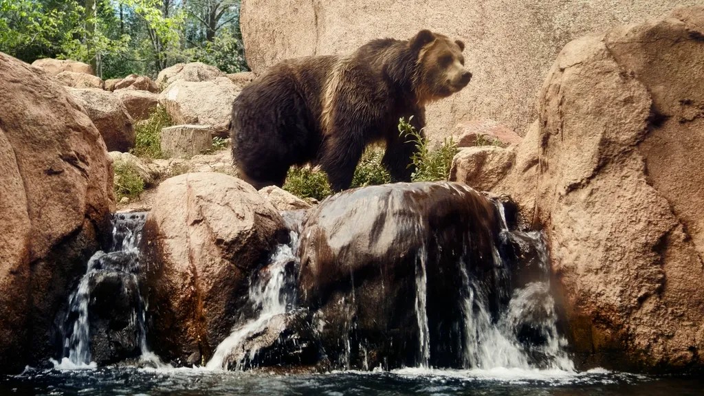 10 U.S. States Where Bear Encounters Are Rising Faster Than Ever