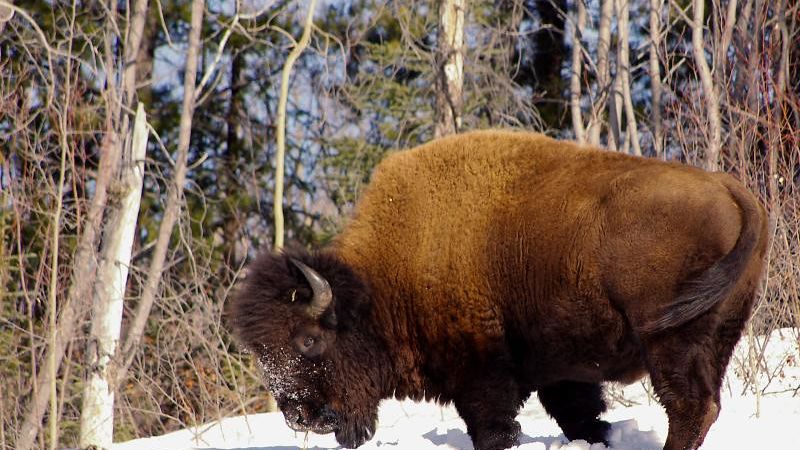12 National Parks Where Bison Still Rule the Plains