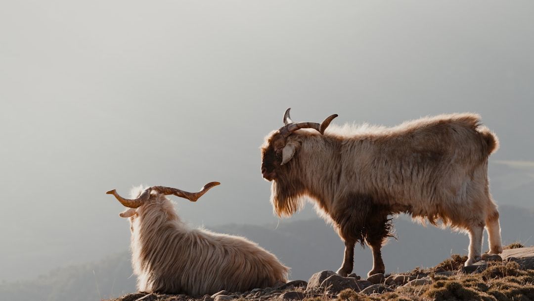 Would You Know If a Volcano Was About to Erupt? How Animals Sense Danger Before We Do