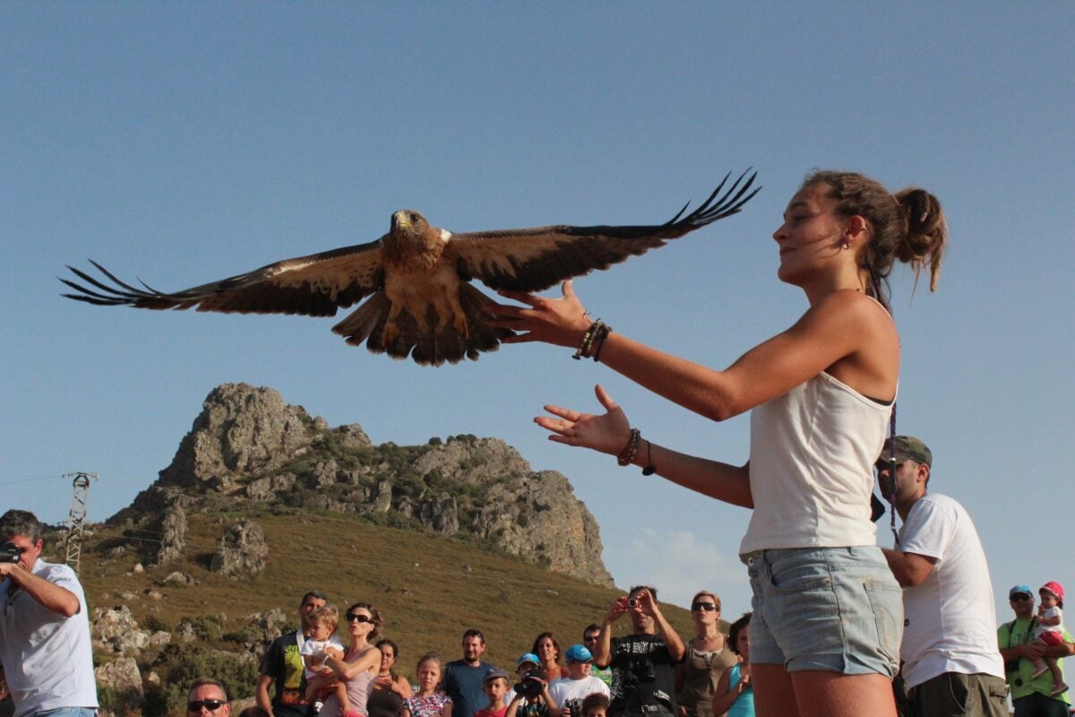 Why Bald Eagles Are Returning to the Midwest in Record Numbers