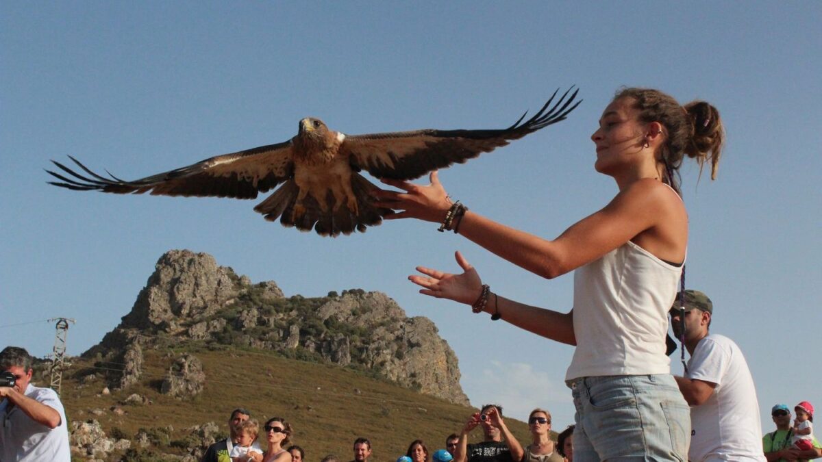 Why Bald Eagles Are Returning to the Midwest in Record Numbers