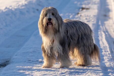 17 Dog Breeds Groomers Quietly Avoid Owning Themselves