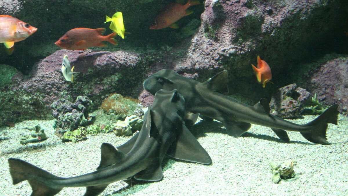10 Shark Encounters That Prove the Ocean Is Smarter Than We Think