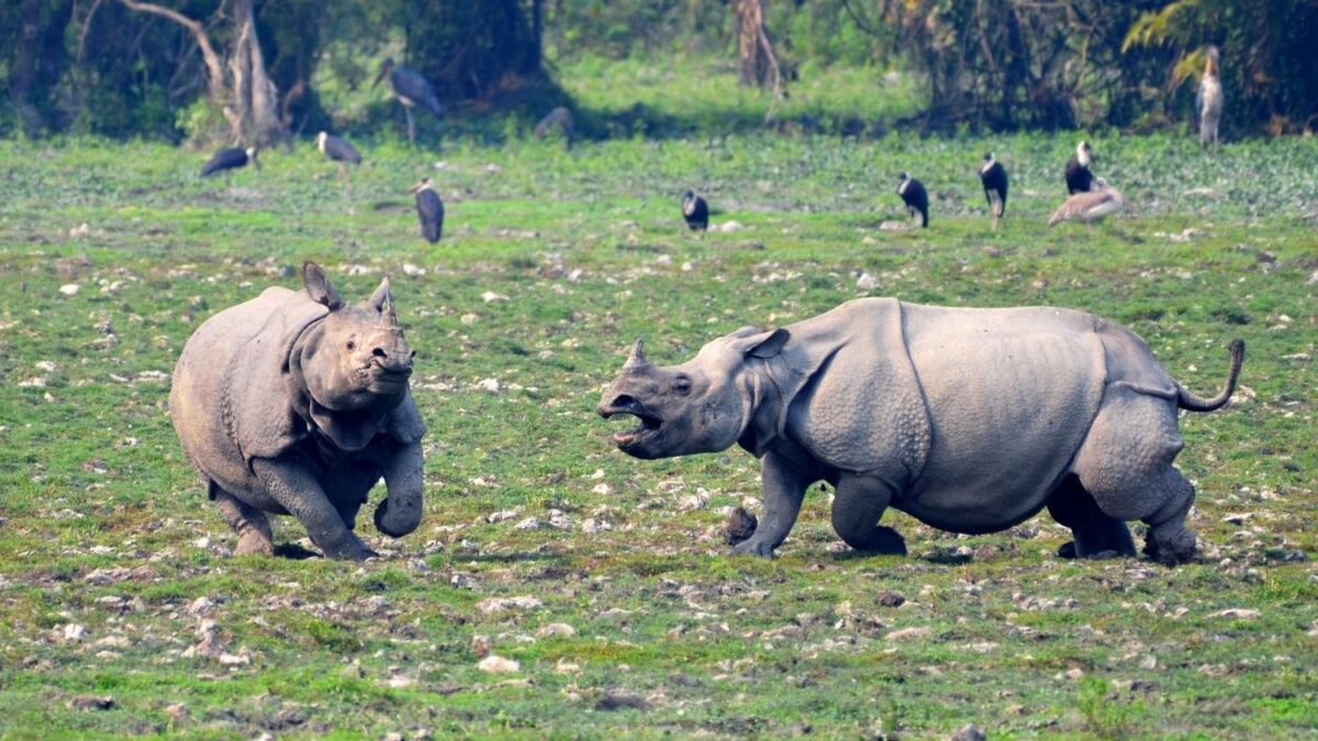 Would You Survive a Rhinoceros Charge? African Rangers Explain the One Rule That Works