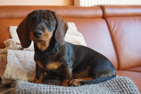 19 Couch-Potato Dog Breeds That Hate Long Walks