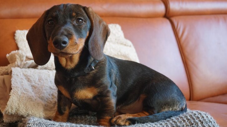 IVDD in Dogs: Decoding How Age, Breed, and Weight Influence Longevity