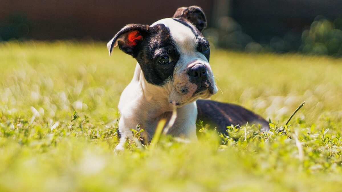 21 Dog Breeds That Keep a Puppy Personality for Years