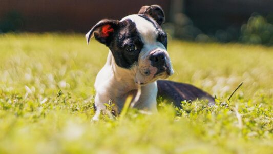 21 Dog Breeds That Keep a Puppy Personality for Years