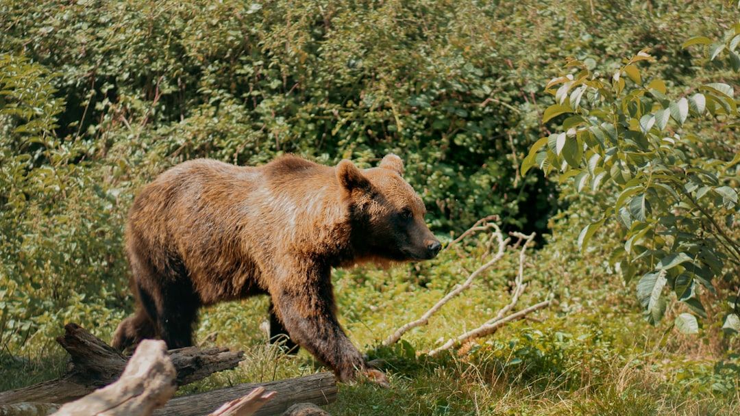Could You Outrun a Grizzly? Experts Reveal the Truth About Survival Speed