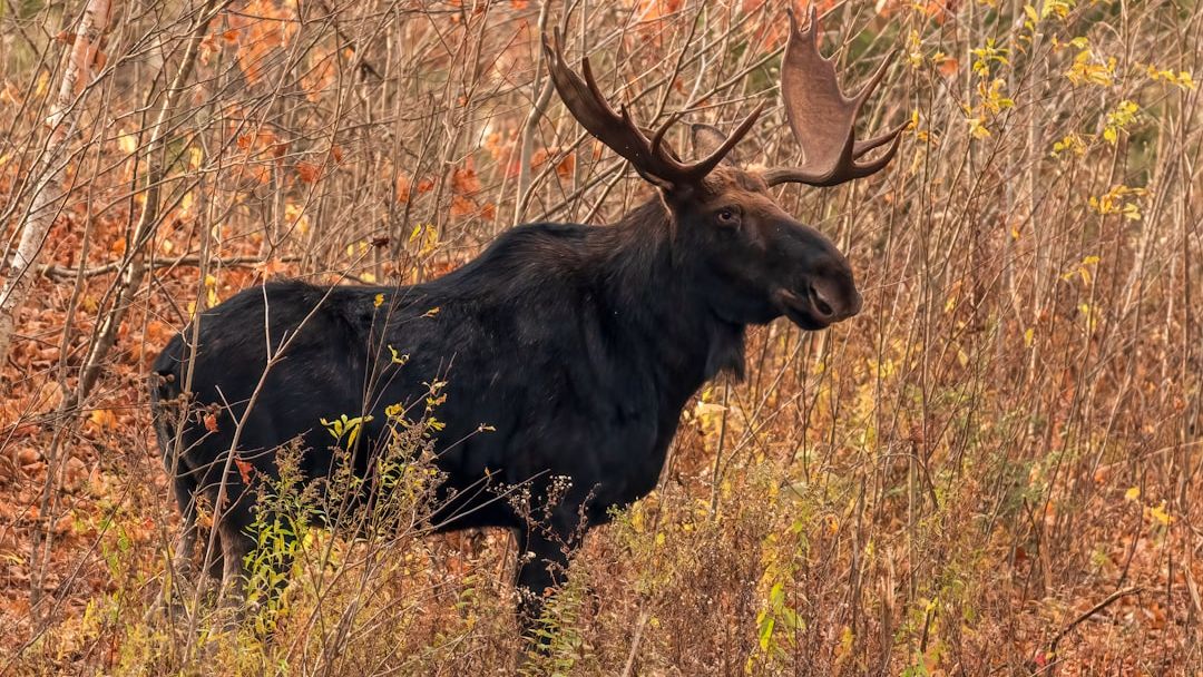 Alaska's Moose Are Charging More Often - Here's What Rangers Blame