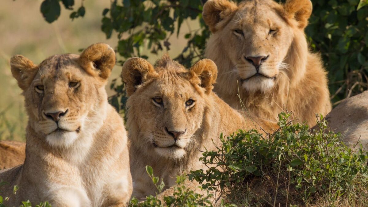 Lion vs. Crocodile: Who Really Wins When Kings Collide? Experts Weigh In