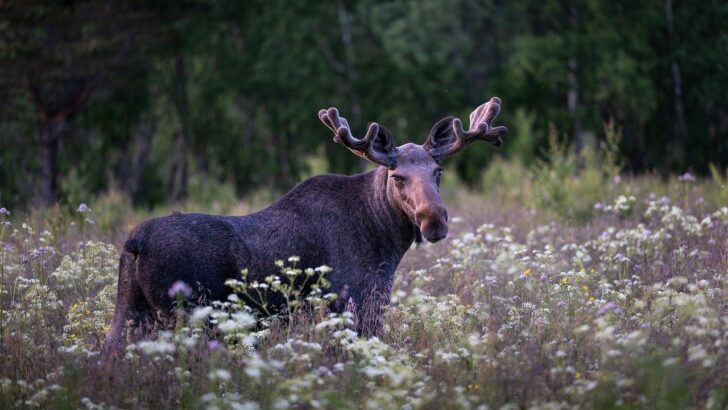 2025’s Wildlife Wins: Conservation Efforts Shine Through Climate Challenges