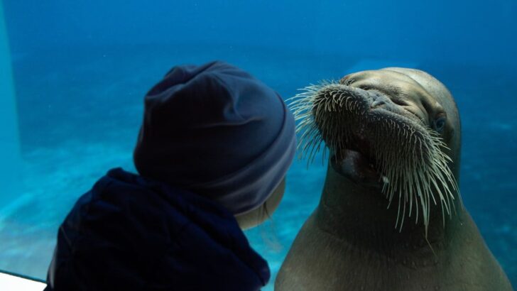 Would Seals Rescue a Human From a Shark? Marine Behaviorists Weigh In