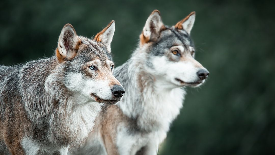 The Science of Loyalty: Why Wolves Stay Faithful for Life