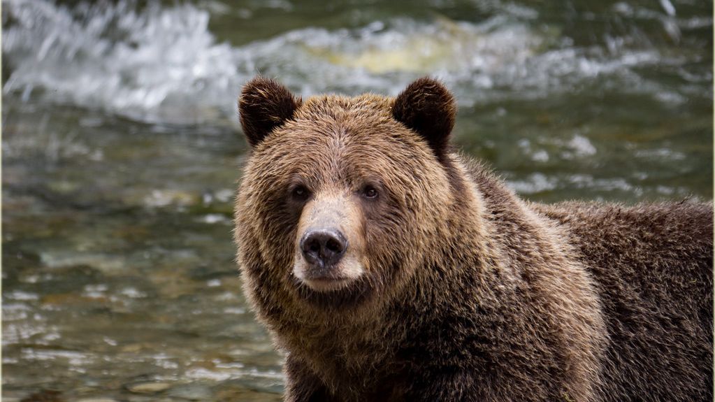 What Happens If You Interrupt a Bear's Hibernation? Scientists Explain the Danger