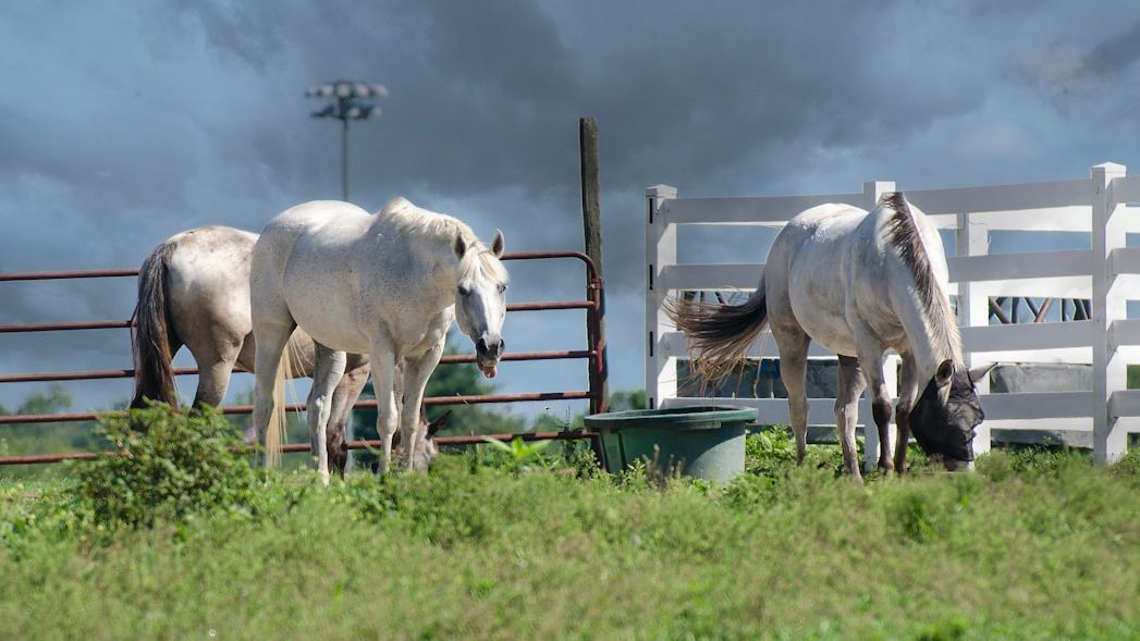 When the Sky Turned Green: How Animals Reacted to America's Worst Tornado Outbreak