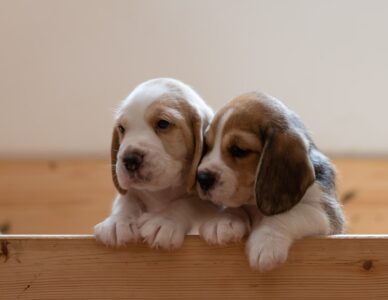 15 Dog Breeds Known for Stubborn Housebreaking Habits