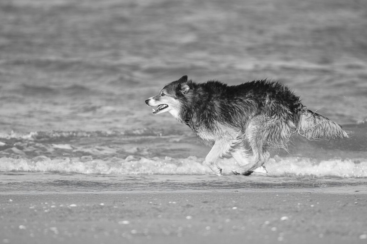 8 Facts About The Rare Vancouver Coastal Sea Wolf