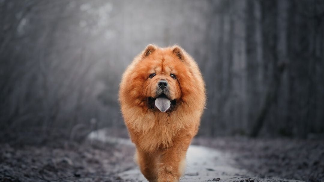 10 Dog Breeds That Hate Being Alone (And 10 That Love Their Solitude)
