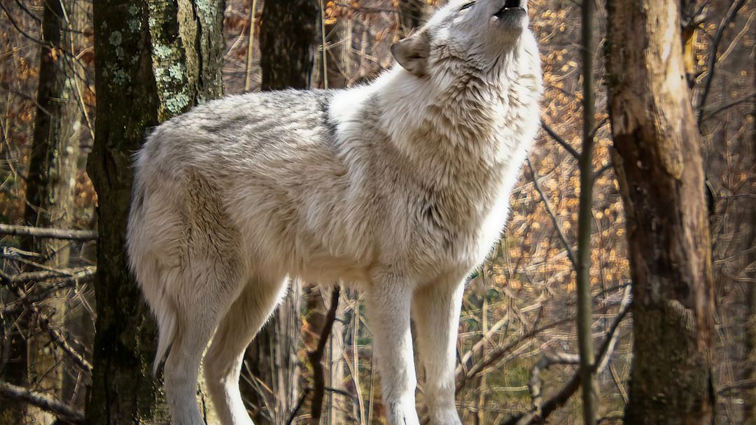 10 Meanings of the Wolf in Native American Spirituality