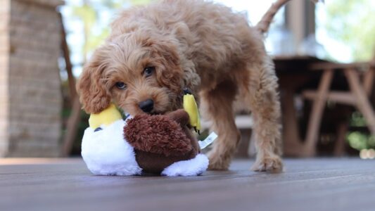 The Big Reason Why Dogs Love Squeaky Toys