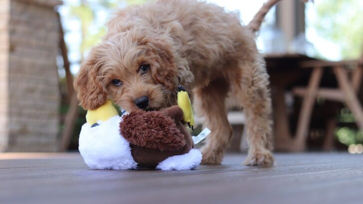 The Big Reason Why Dogs Love Squeaky Toys