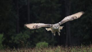 Why The Owl is a Powerful and Revered Spirit Animal in Native American Culture