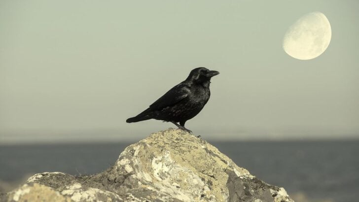 The Meaning Of the Raven as a Spirit Animal in Native American Culture
