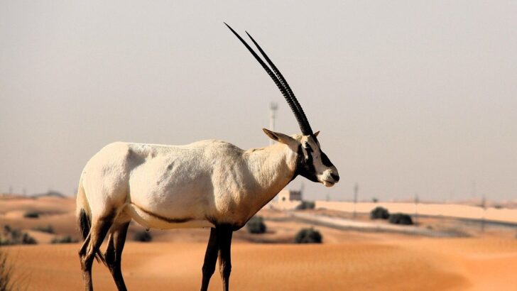 These 7 Animals Are Defying Extinction, Offering Hope for Tomorrow