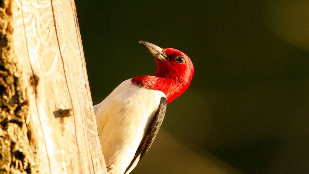 11 Iconic American Wildlife Species Making Remarkable Comebacks