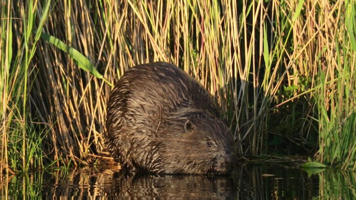 How One Animal Built Early American Fortunes – The Beaver’s Story