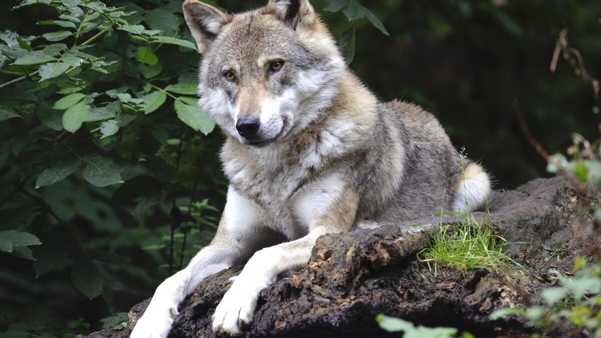 Animals Central to Native American Creation Stories