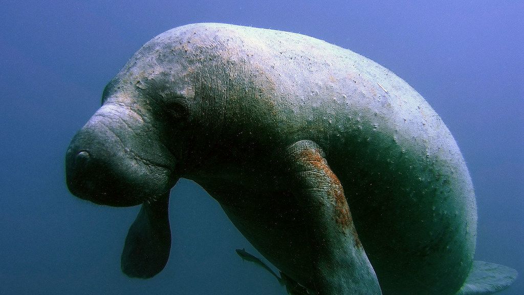 How Florida's Manatees are Fighting for Survival